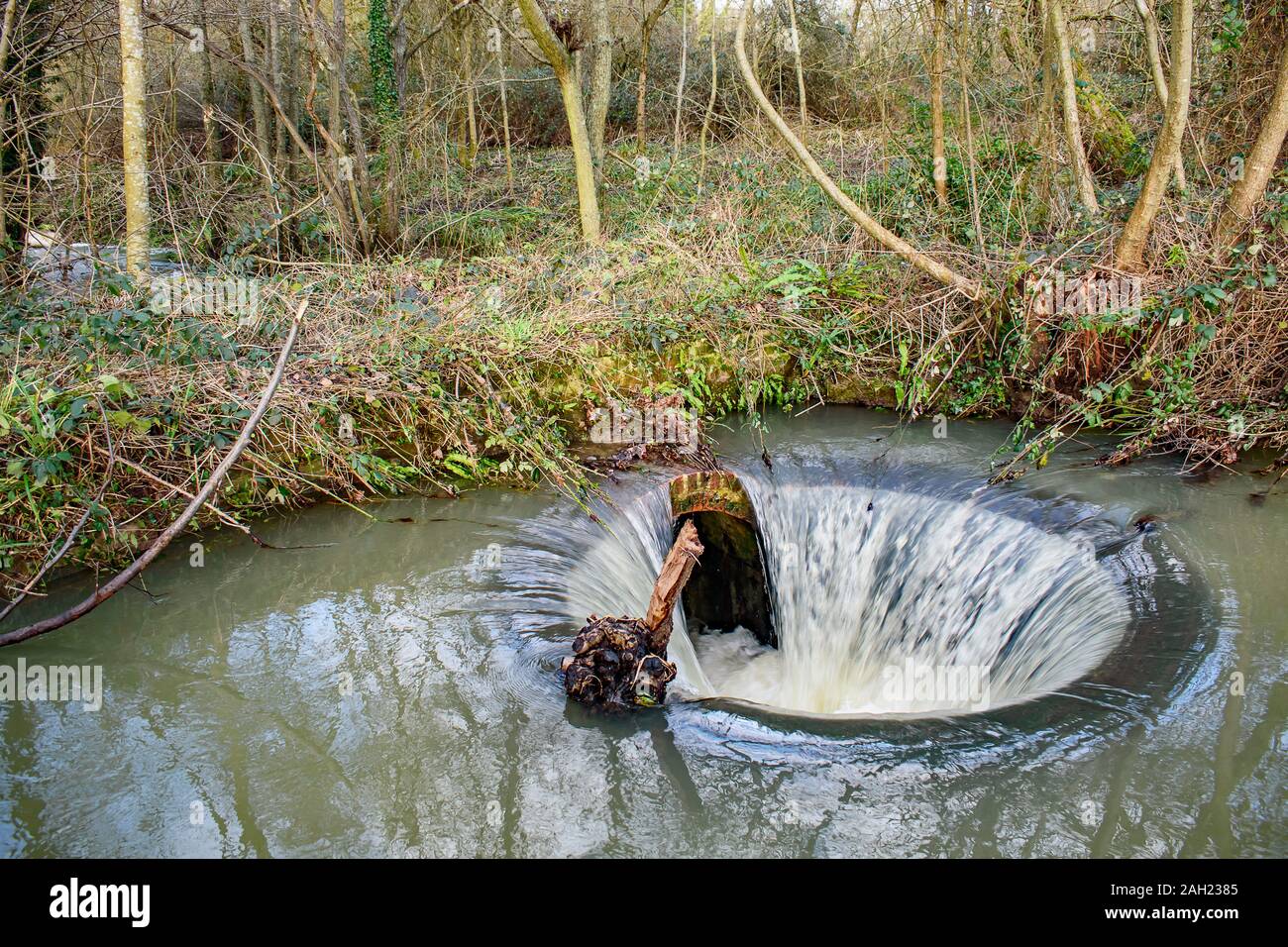 Un ceppo di albero indugia sul bordo di un drainhole, nascosto nei boschi. Foto Stock