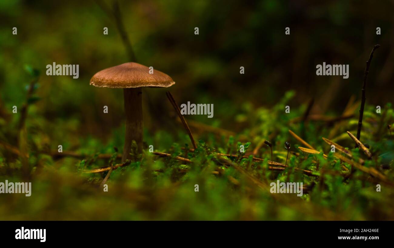 Un piccolo fungo marrone spuntavano di alcuni verde muschio - una chiusura Foto Stock
