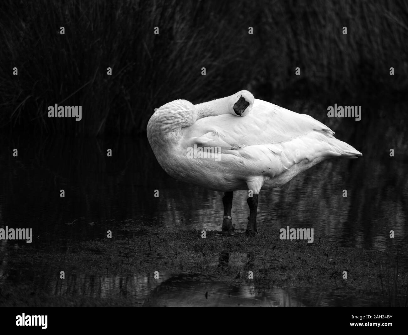 Trumpeter Swan addormentato appoggiato la testa sul retro Foto Stock