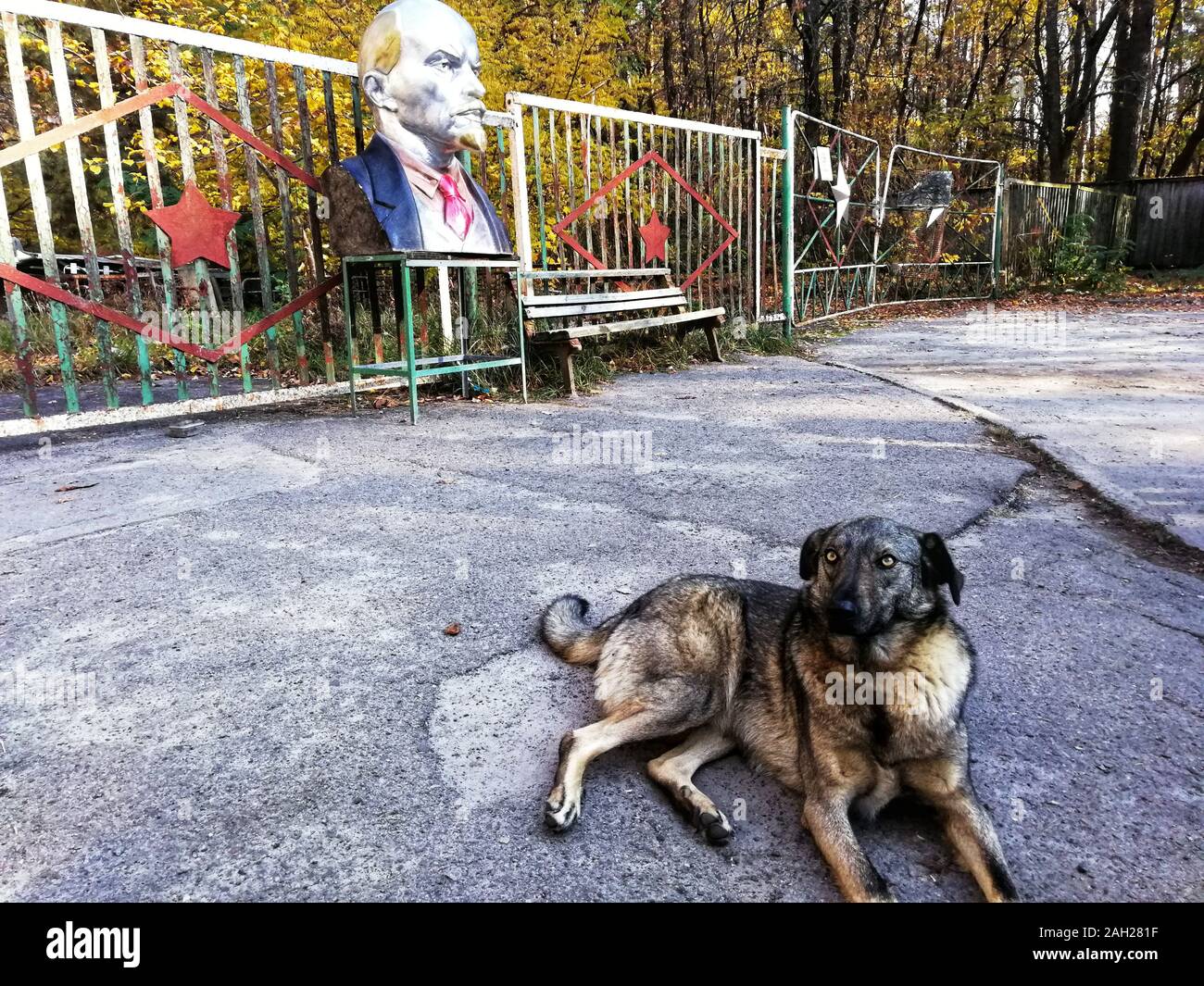 Pripyat, Ucraina - 21 ottobre 2019: Un cane randagio di fronte a un Lenin vicino Pripyat, Ucraina, sito del desaster nucleare di Chernobyl 1986. Foto Stock
