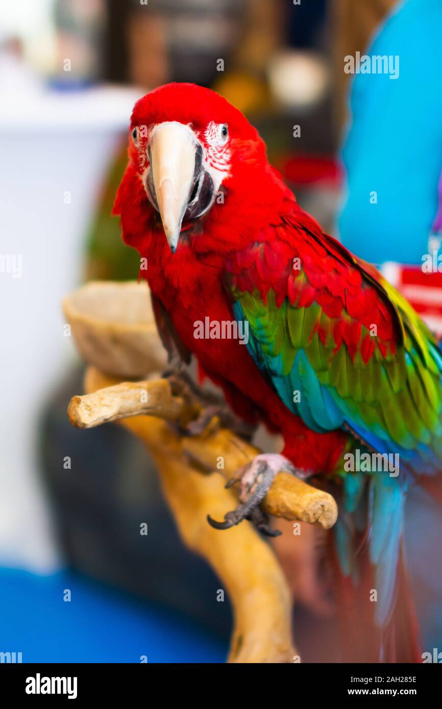 Close up di coloratissimi scarlet macaw parrot Foto Stock