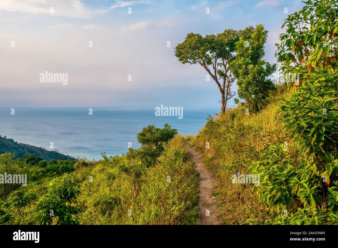 Una natura bellissima scena, con uno stretto sentiero sterrato che conduce ad un unico albero che si affaccia sul mare. Nelle Filippine. Foto Stock