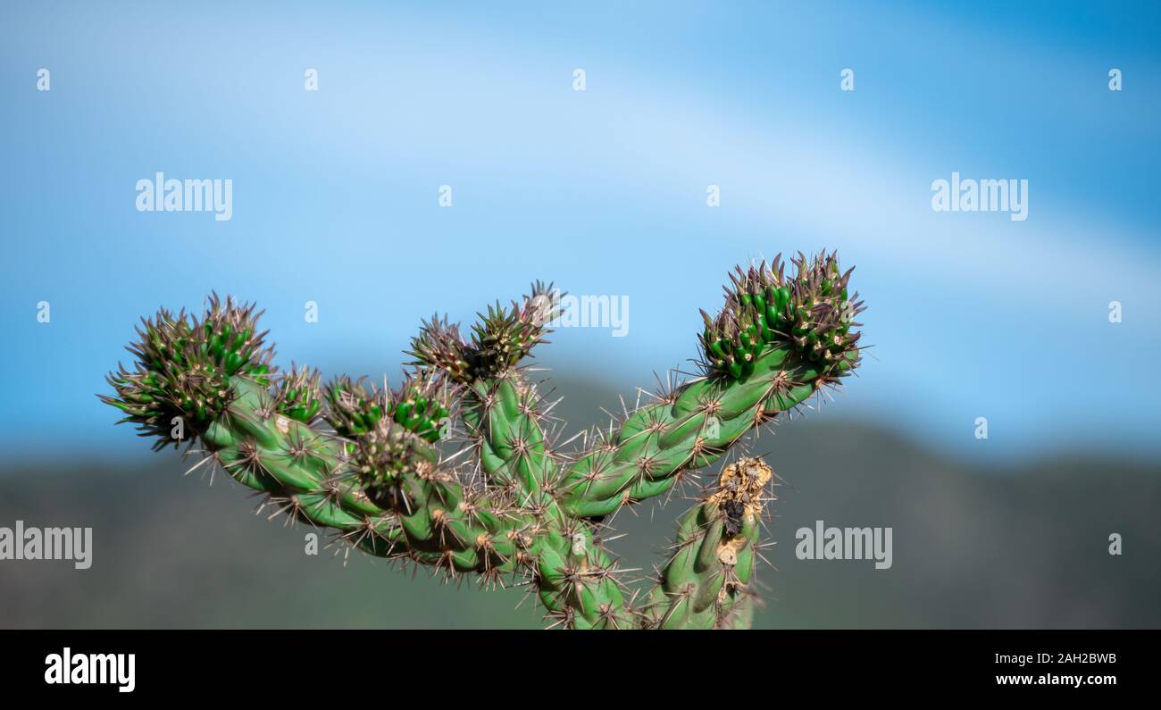 Un bel cielo blu fa risaltare la bellezza di questa verde cholla cactus in Colorado. Foto Stock