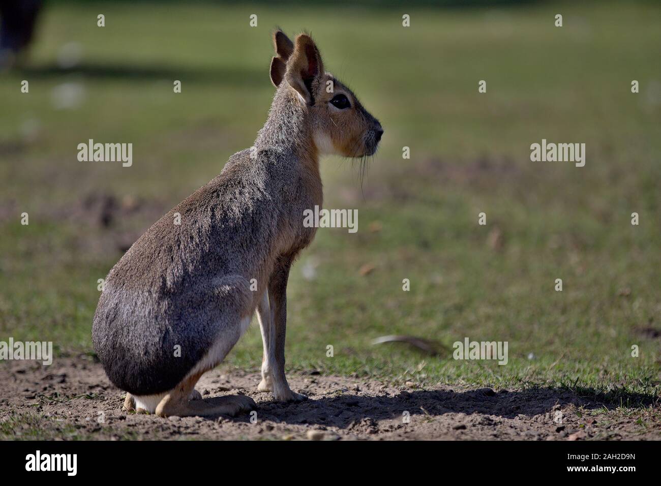 Dolichotis patagonum (nasello di Patagonia Mara) sull'erba, Polonia Foto Stock