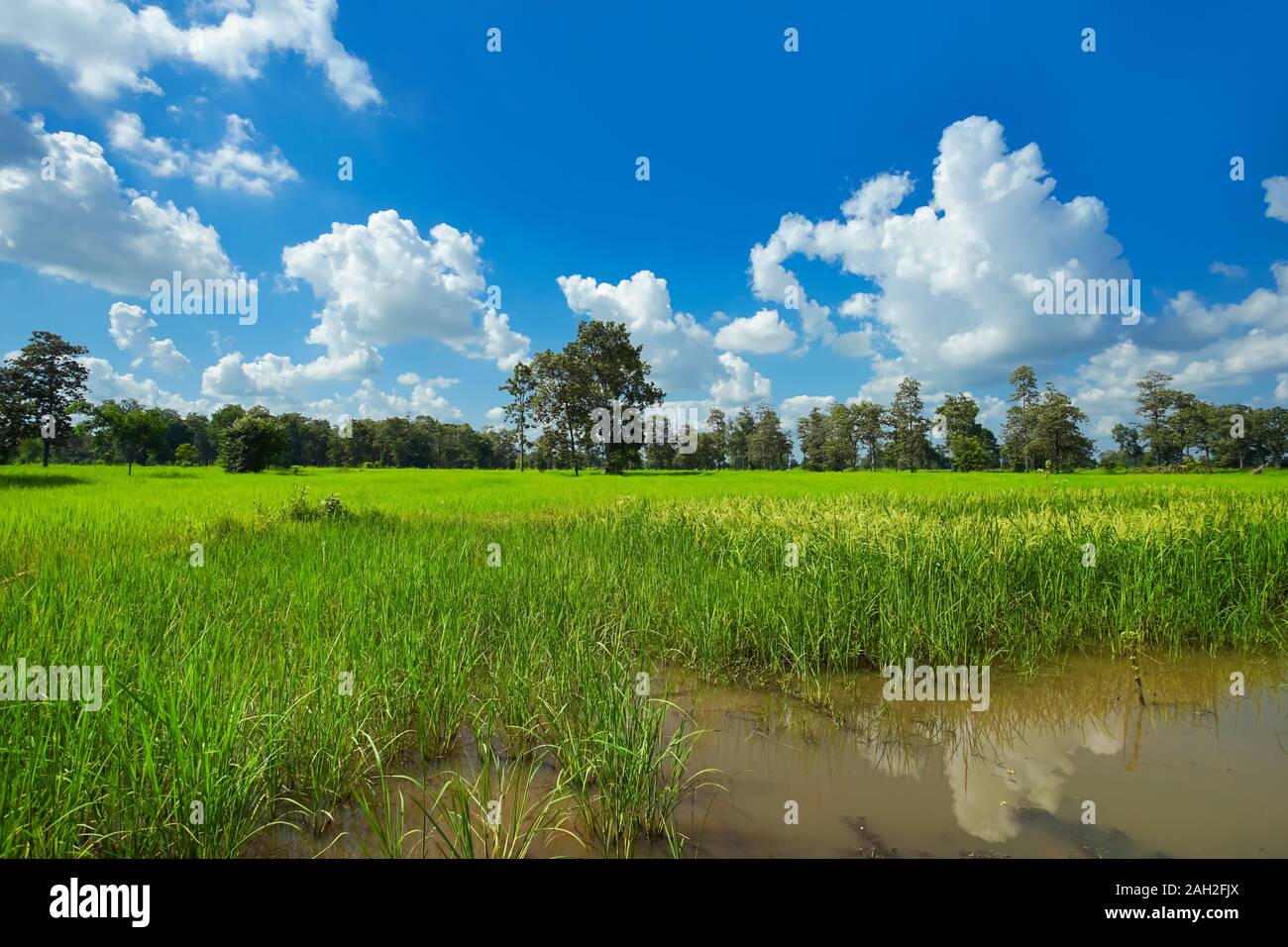 Verde campo di riso con un bellissimo cielo cloud in Buriram, Thailandia. Foto Stock
