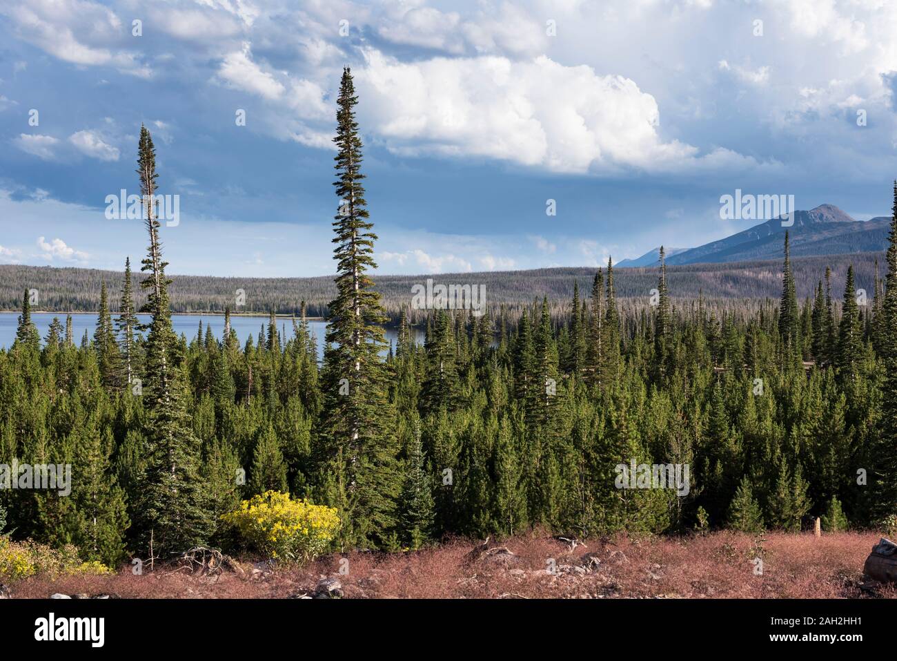 Routt National Forest Area ricreativa con Big Creek laghi e campeggio sul bordo del monte Zirkel Wilderness. Foto Stock