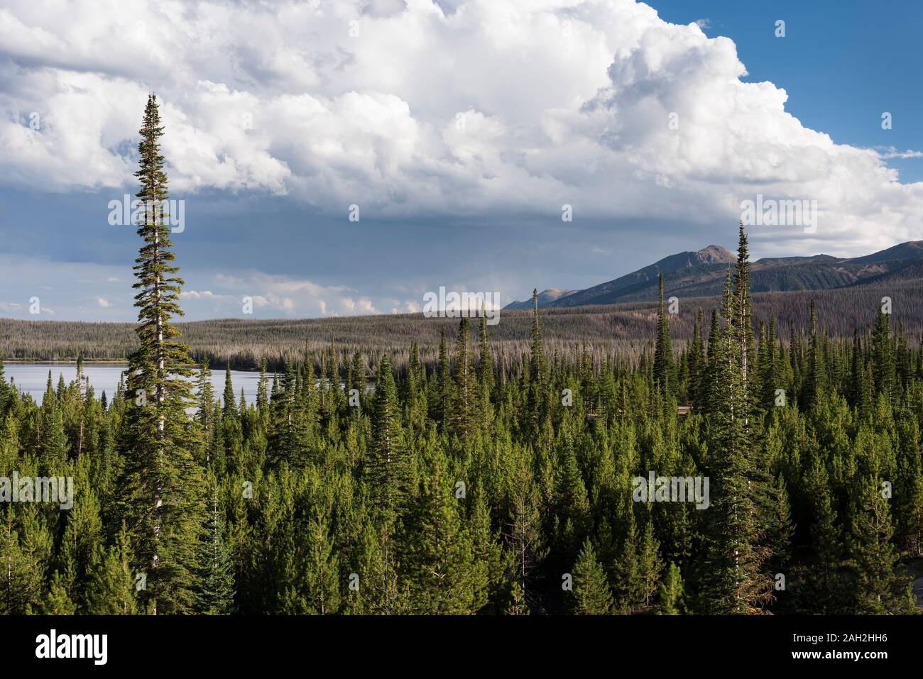 Routt National Forest Area ricreativa con Big Creek laghi e campeggio sul bordo del monte Zirkel Wilderness. Foto Stock