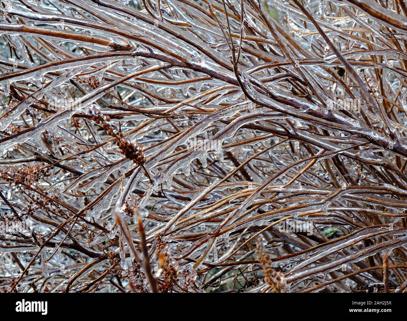 Ice-rami rivestita su un arbusto dopo una tempesta di ghiaccio Foto Stock