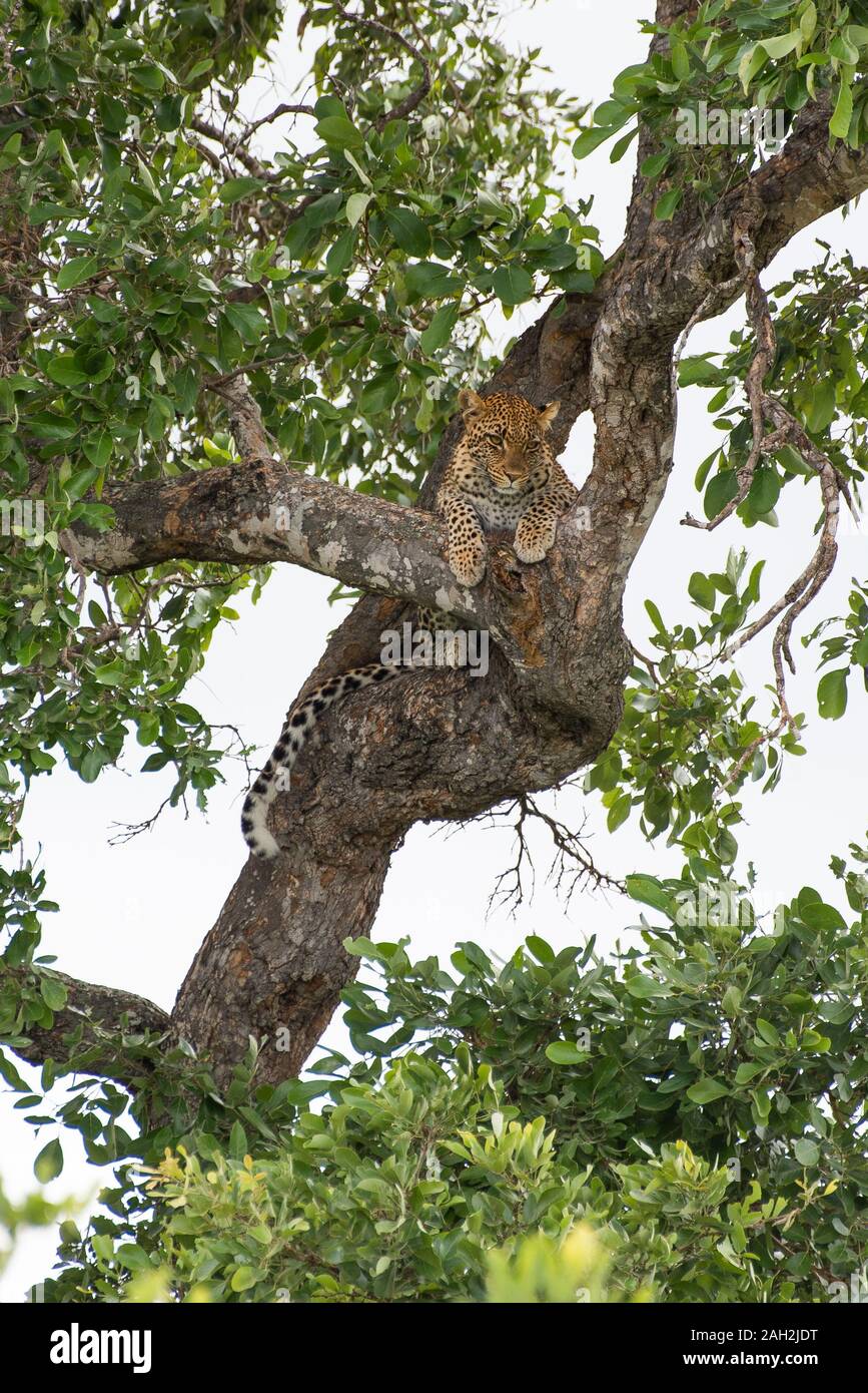 Un leopard - Panthera pardus - inclinabile su un ramo in una foglia di apple tree - Philenoptera violacea - nel Parco Nazionale di Kruger, Sud Africa Foto Stock