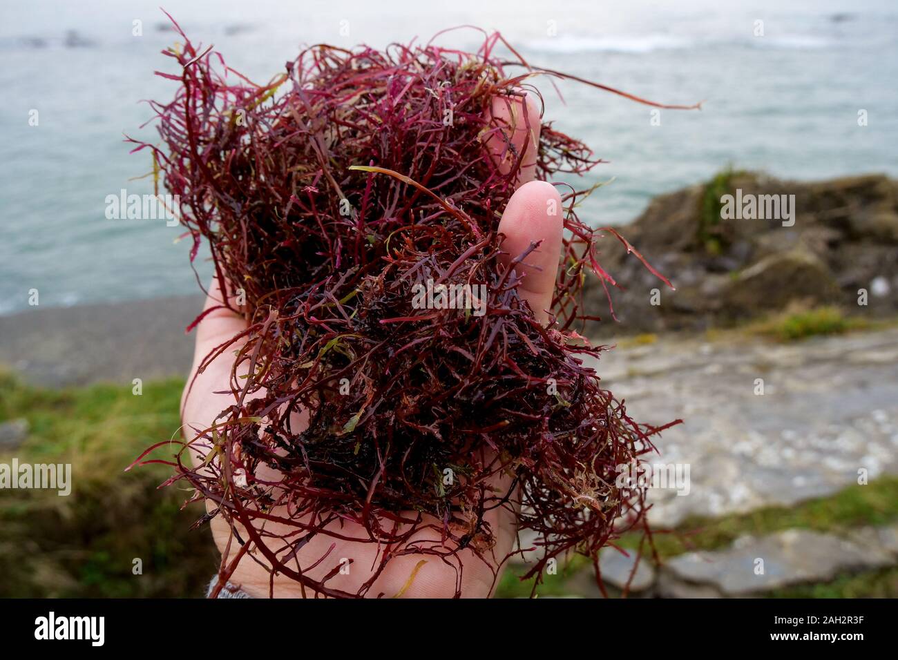 Gelidium Sesquipedale, alghe rosse, Socoa beach, Pays Basque, Pyrénées-Atlantiques, Francia Foto Stock