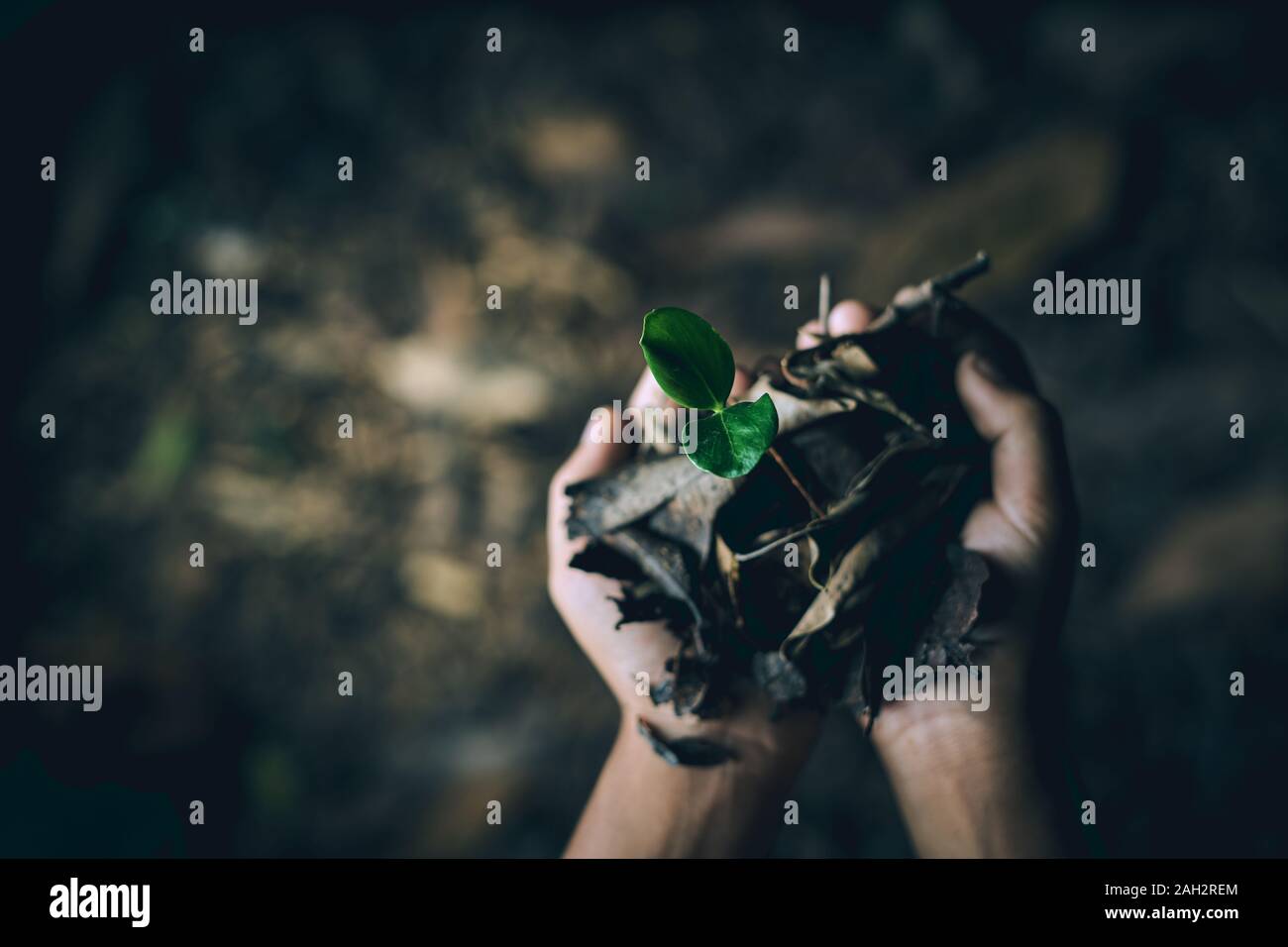 Ragazzo mani giovani alberi per piantare per ridurre il riscaldamento globale, la conservazione delle foreste Foto Stock