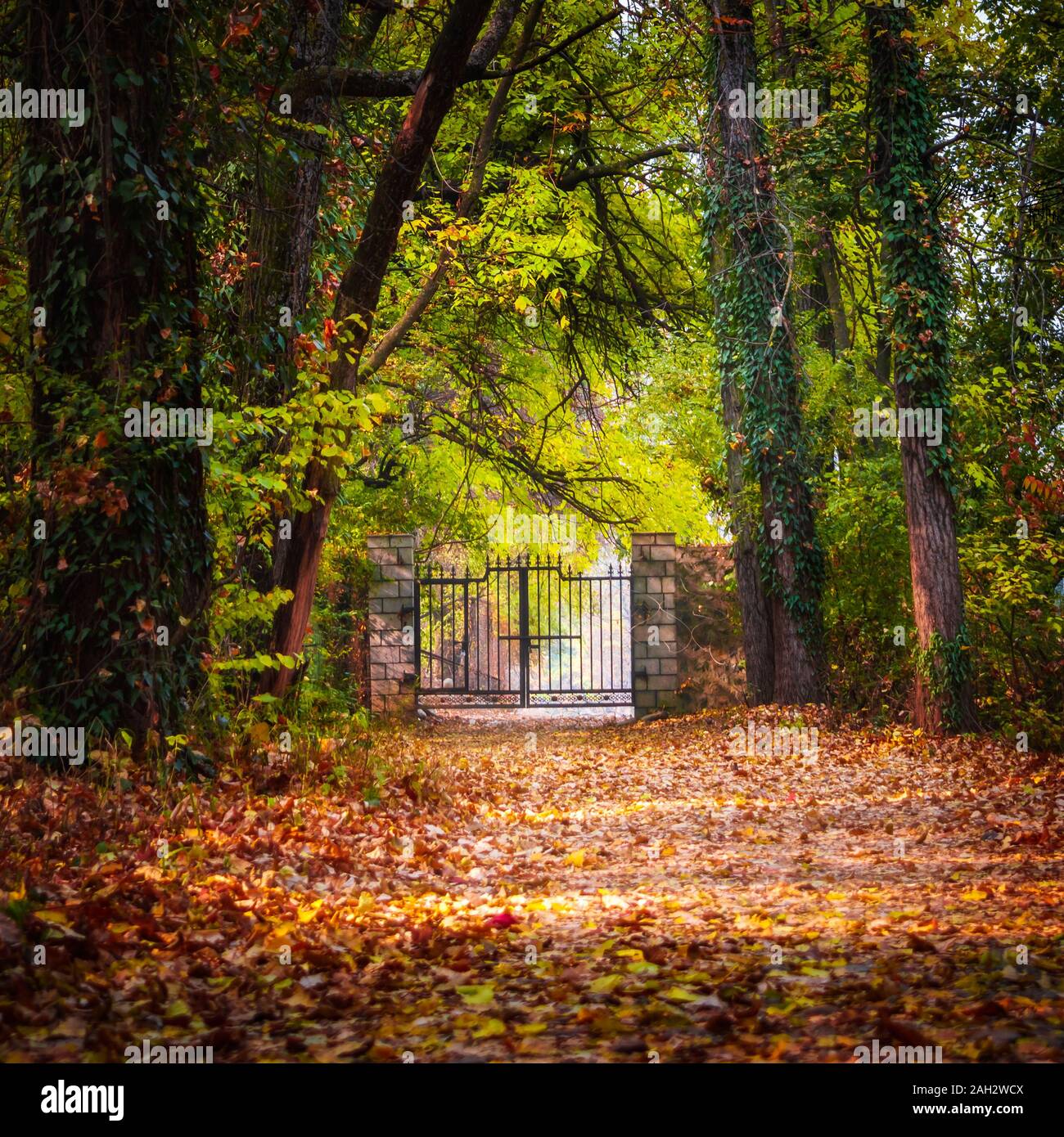 Un cancello di ferro alla fine di una strada in una foresta nel cuore della giungla. Grungy orrore mistero sensazione Foto Stock