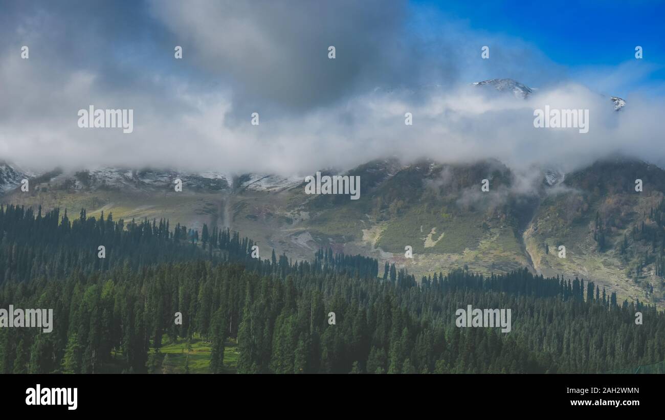Drammatica moody dissaturato vista di una foresta di pini in Gulmarg, Kashmir Foto Stock