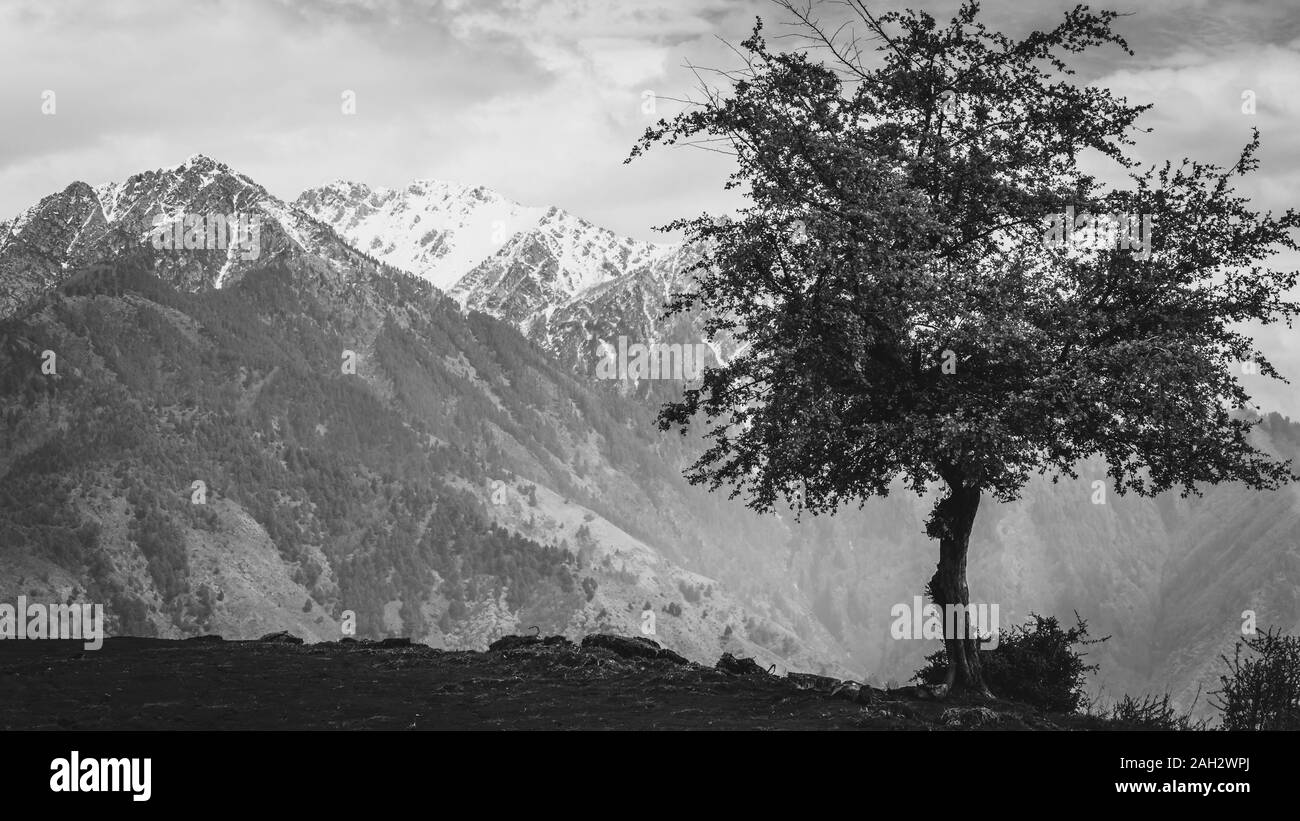 Un albero che cresce su un terreno roccioso in primo piano con il picco di Mahadev coperte di neve in background in Srinagar Kashmir. Gli alberi in bianco e nero e Foto Stock