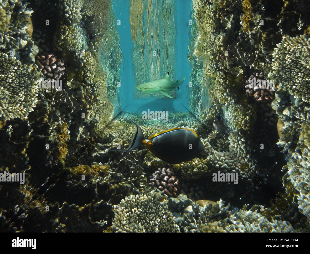 Il mondo sottomarino nel mare tropicale. Il concetto di pericolo e la paura. Multi-coralli colorati, stingray acqua del mare turchese in un tunnel tenebroso, collage Foto Stock