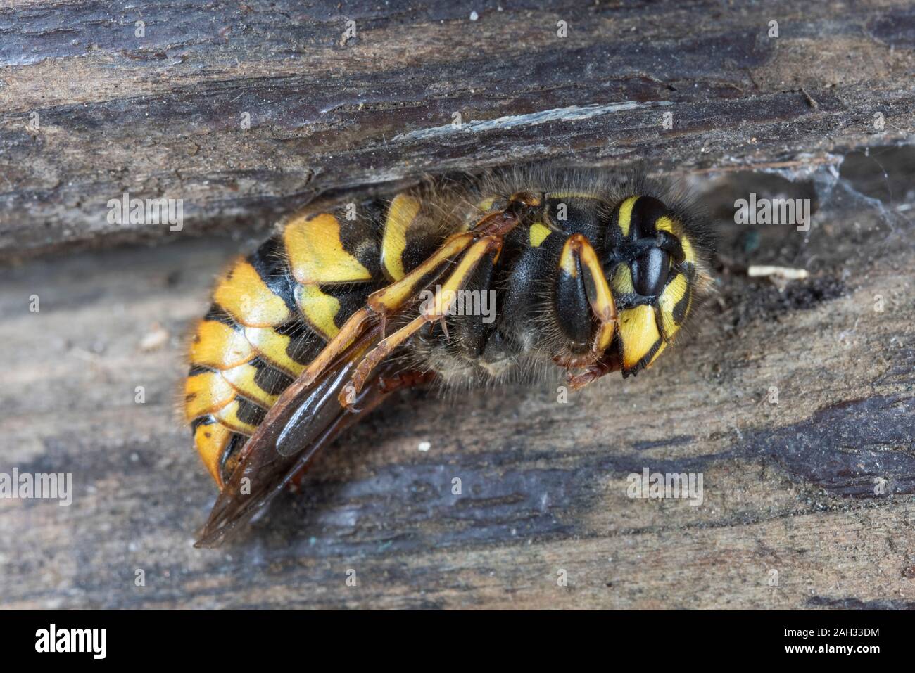 Vespula vulgaris, comune wasp, femmina adulta, entra in modalità di ibernazione Foto Stock