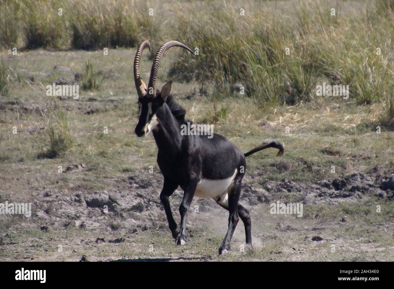 Maschio nero Sable Antelope (Hippotragus niger) in esecuzione in Chobe National Park Botswana (Botsuana). Rappenantilope in Africa. Foto Stock