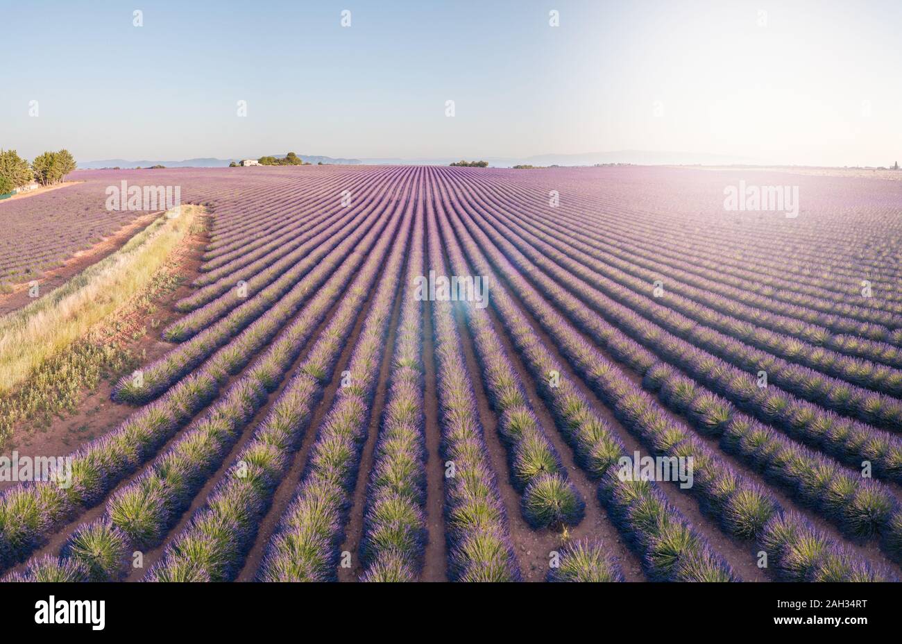 Provenza, Francia meridionale. Campo di lavanda in fiore. Valensole. Vista aerea Foto Stock