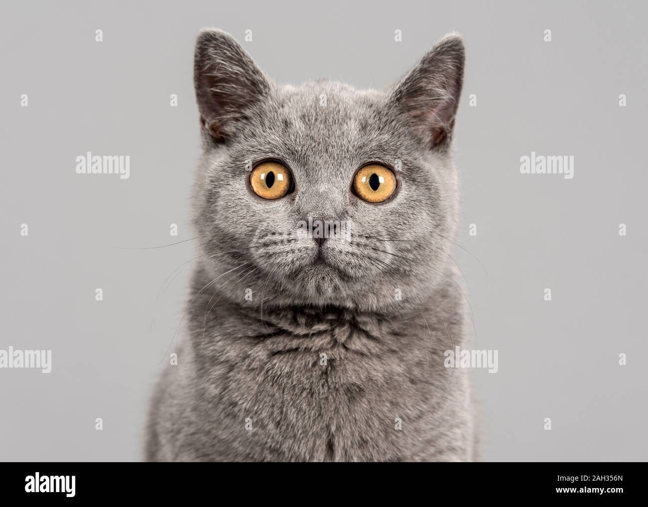 Ritratto del gatto. Foto Stock