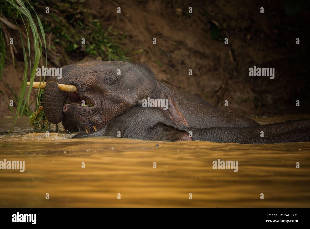 Borneo elefante pigmeo di alimentazione e lungo il fiume Kinbatangan nel Kinabatangan distretto di Sabah, Malesia Foto Stock