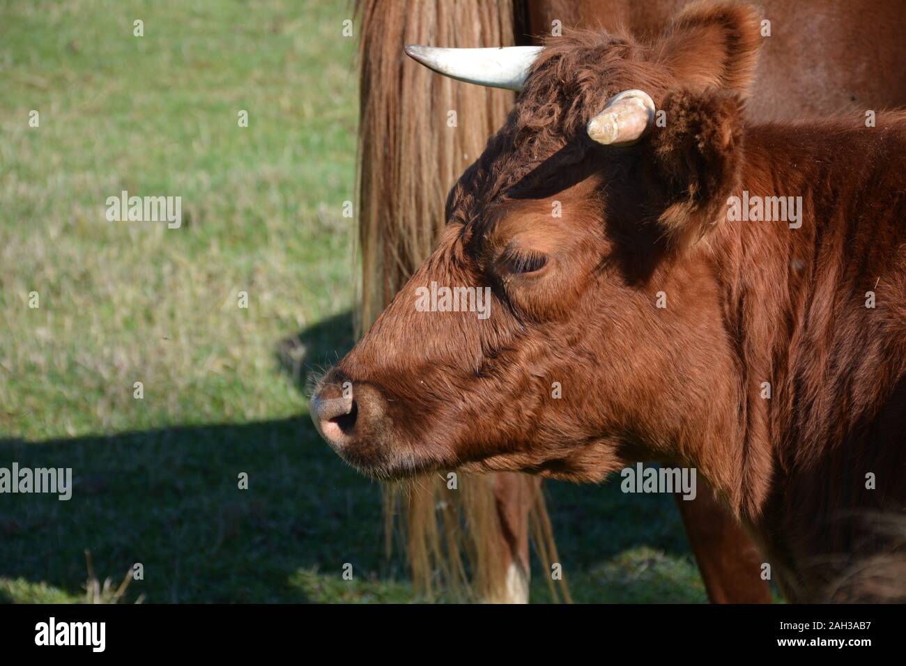 Closep og animali da fattoria in estate Foto Stock