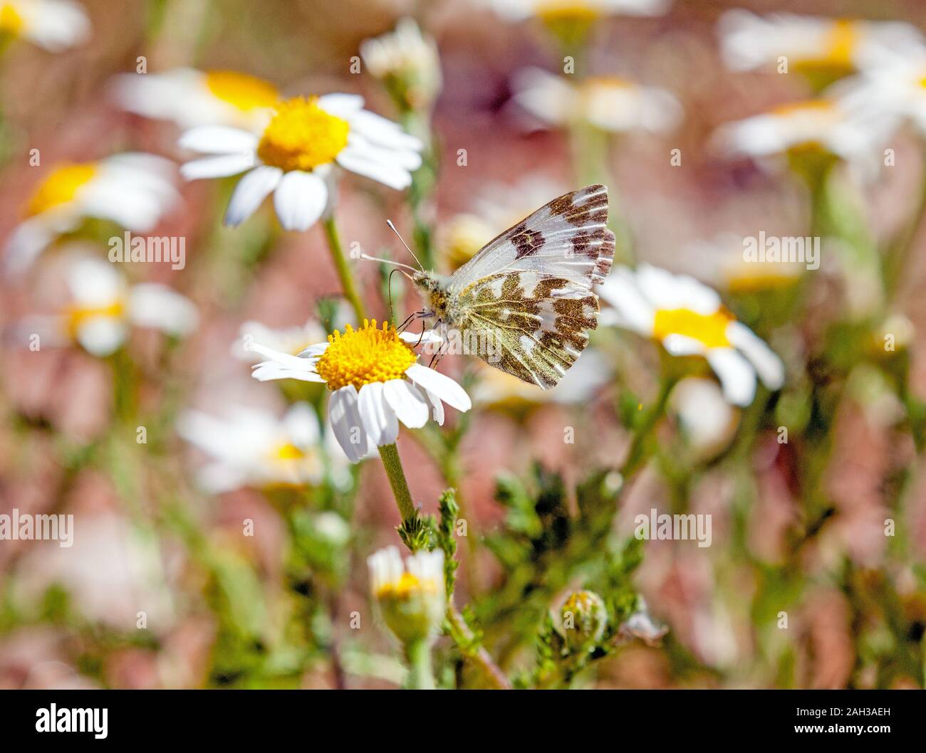 Bagno farfalla bianca Pontia daplidice su un fiore a margherita testa in spagnolo Montes Universales a Albarracin orientale della Spagna Foto Stock