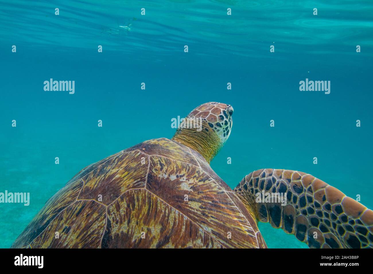 Tartaruga Verde a maldive visto durante le immersioni e lo snorkeling subacquei con il grande animale tartaruga Foto Stock