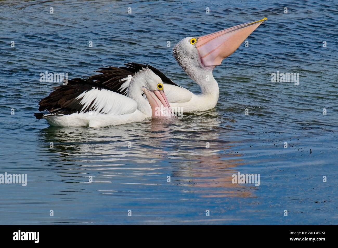 Due pellicani australiano di bere mentre nuotano in acqua a Griffith Isola, Port Fairy, Victoria, Australia Foto Stock