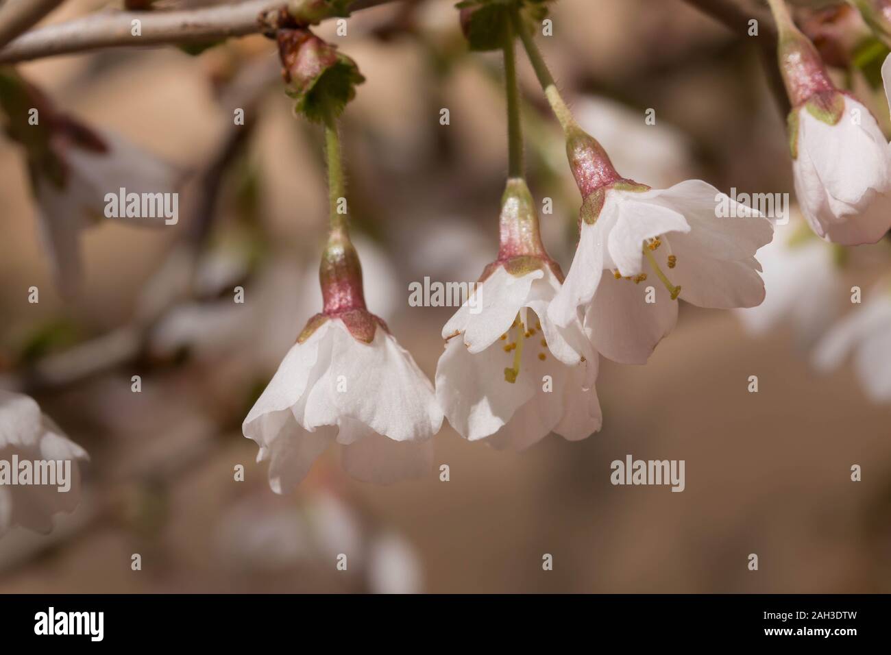 Fuji cherry tree kojo non molla mai blossum Foto Stock