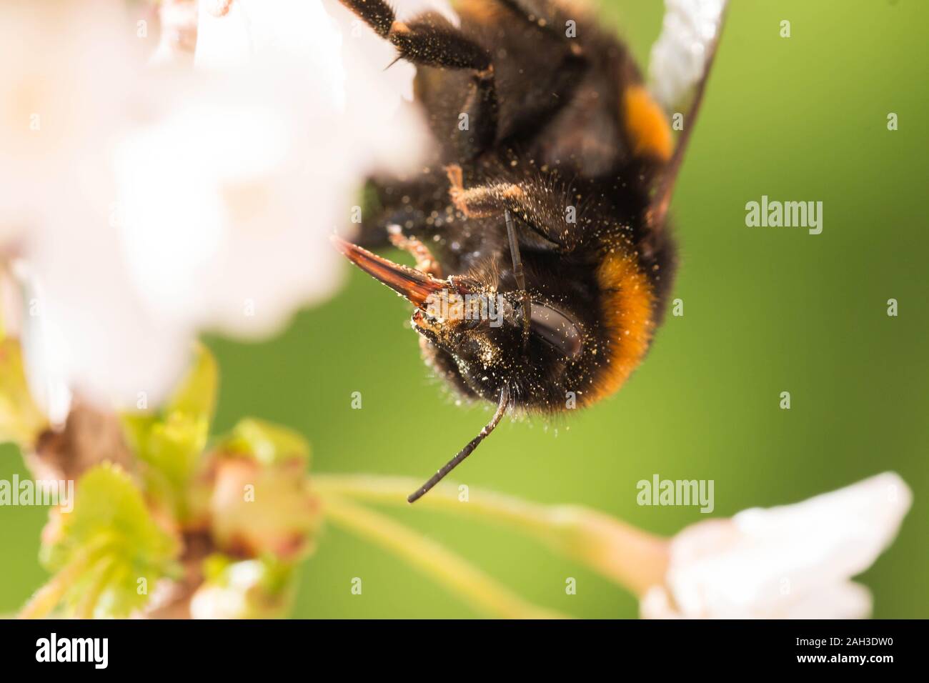 Bee nettare di raccolta Foto Stock