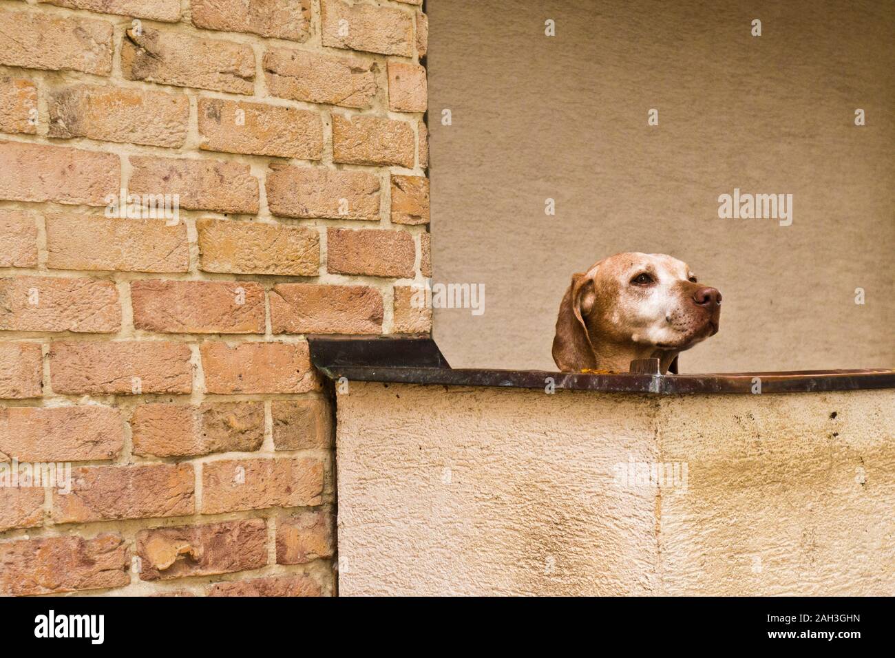 Il Labrador cane dietro un muro di recinzione e a sorvegliare la casa Foto Stock