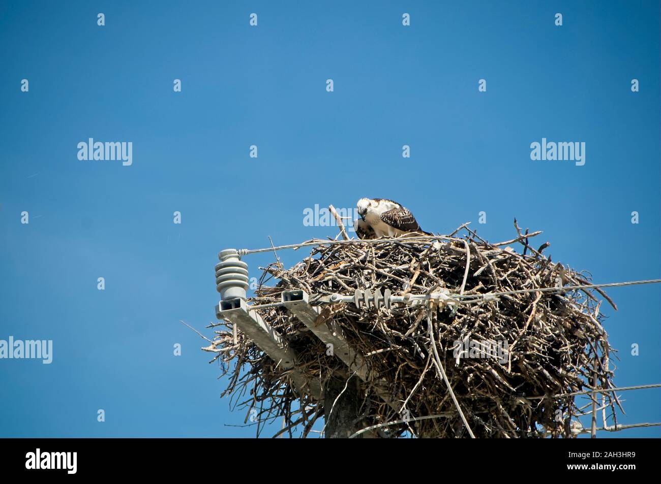 Un falco si siede sul suo nido arroccato sopra un pilone ad alta tensione sull'isola di Holbox Messico in un giorno di primavera. Pesca aquila nel tuo nido Foto Stock