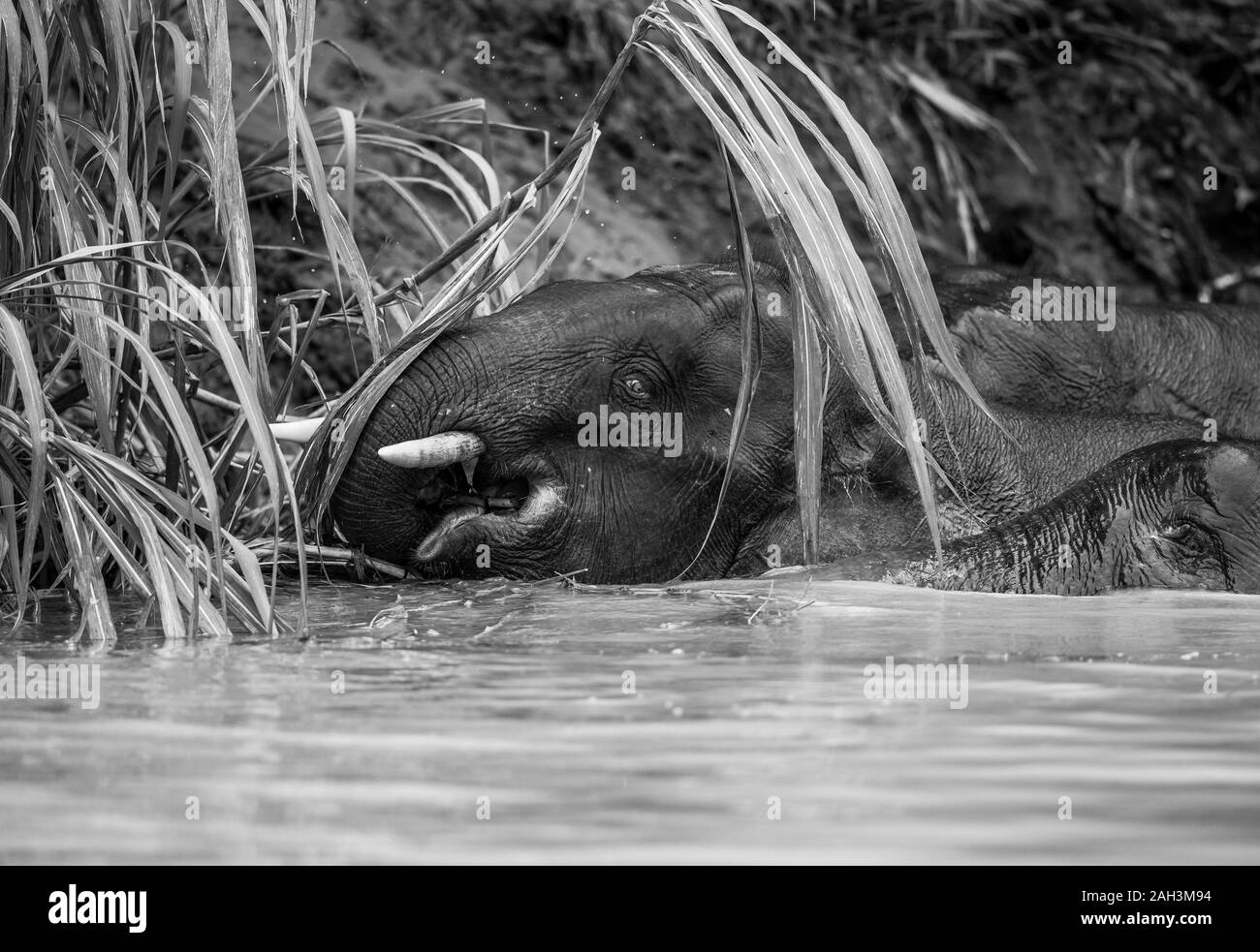 Borneo elefante pigmeo di alimentazione e lungo il fiume Kinbatangan nel Kinabatangan distretto di Sabah, Malesia Foto Stock