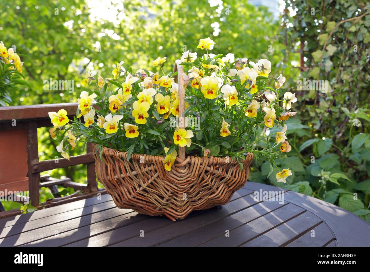 Giallo cornuto pansy fiori in un cesto di vimini su un balcone o un tavolo da giardino in condizioni di intensa luce del sole di mattina. Foto Stock