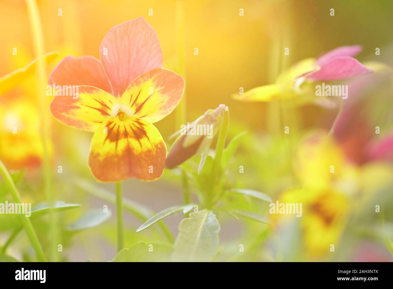 Close up di giallo e viola pansy fiori in condizioni di intensa luce solare, vintage effetto filtro Foto Stock