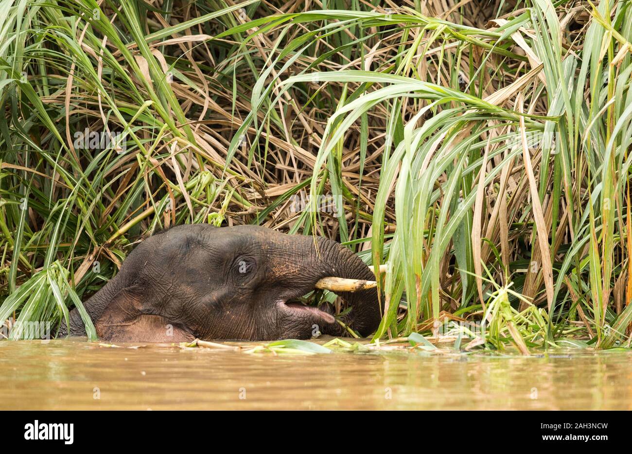 Borneo elefante pigmeo di alimentazione e lungo il fiume Kinbatangan nel Kinabatangan distretto di Sabah, Malesia Foto Stock