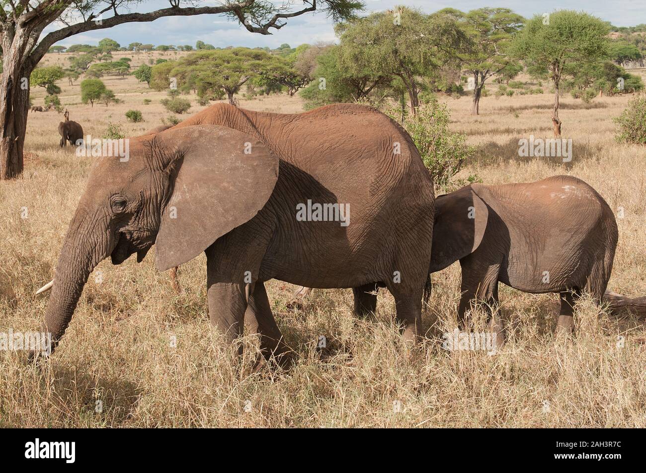 Orecchini A Cerchio In Argento 925 Con Animali | Mucca, Elefante, Koala, Volpe, Dinosauro - Gioielli Regalo Per Madre E Figlia