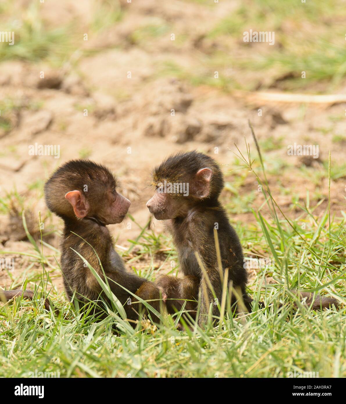 Primo piano di oliva babbuini (nome scientifico: papio anubis, o Nyani in Swaheli) nel Lago Manyara National Park, Tanzania Foto Stock