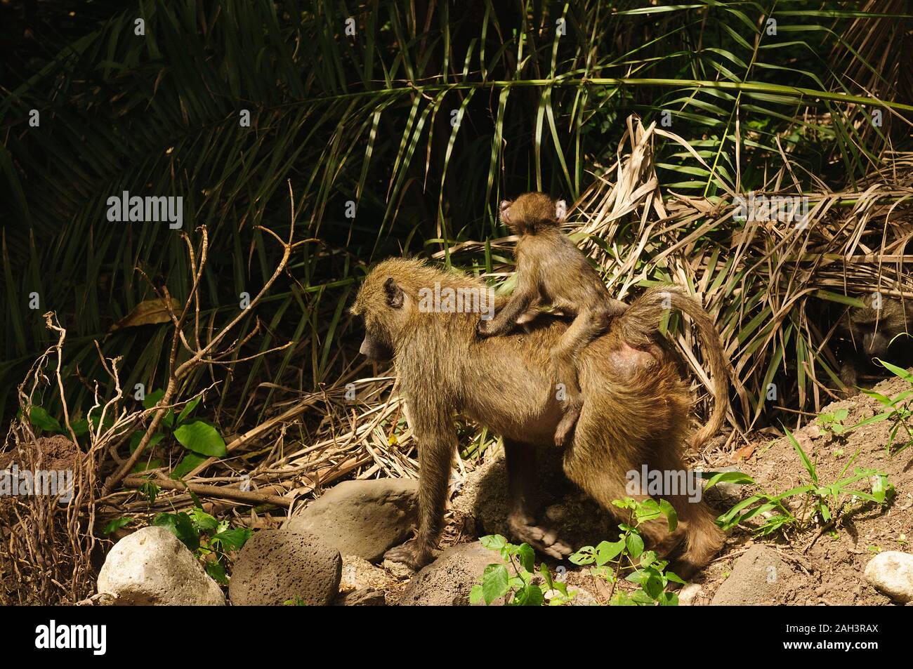 Primo piano di oliva babbuini (nome scientifico: papio anubis, o Nyani in Swaheli) nel Lago Manyara National Park, Tanzania Foto Stock
