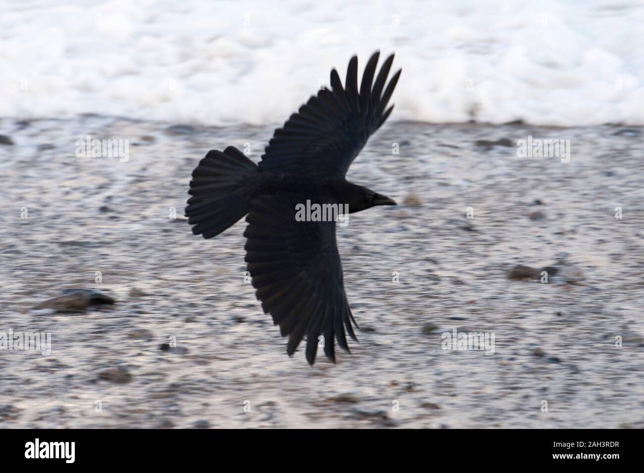 Carrion Crow volando a bassa quota sopra la marea alta linea di una spiaggia in cerca di cibo in spazzata dalle onde Foto Stock