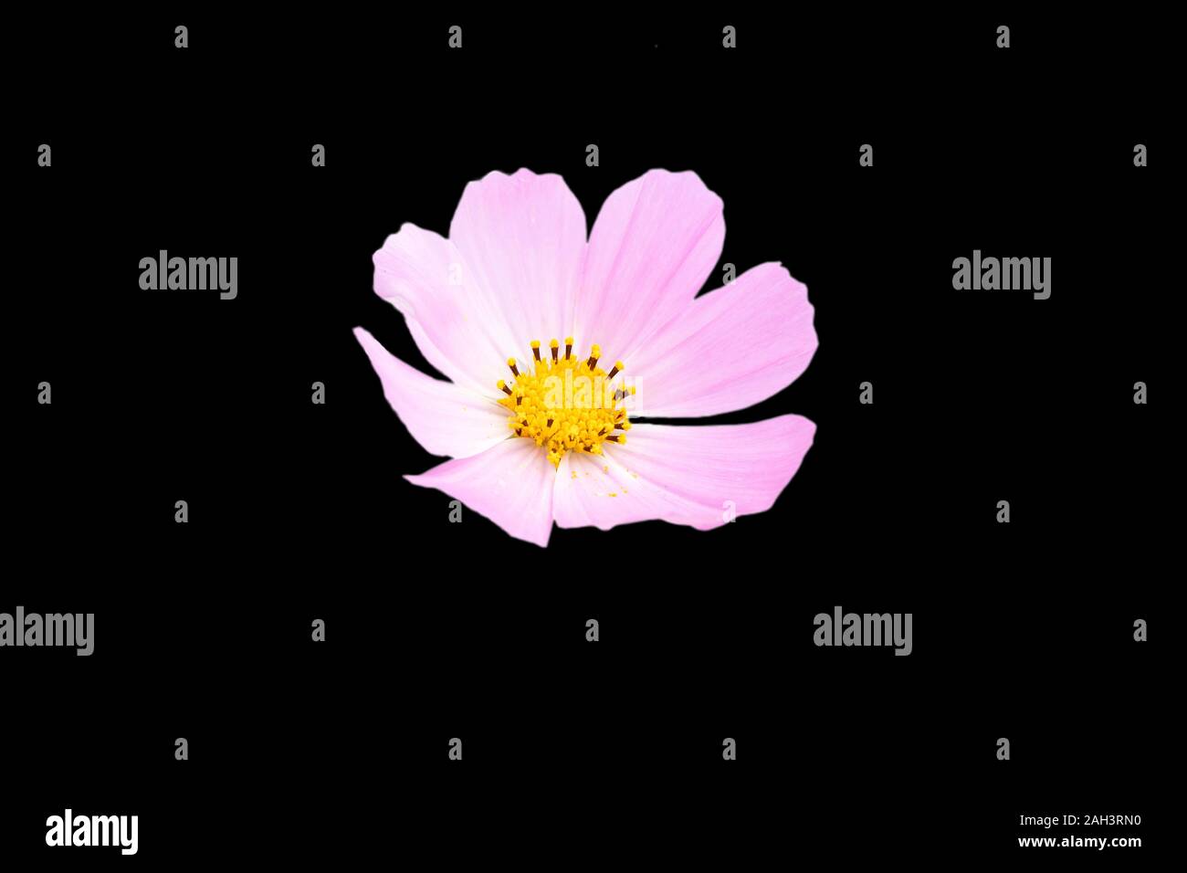 Pink Cosmos bipinnatus fiori isolati su sfondo bianco. Foto Stock