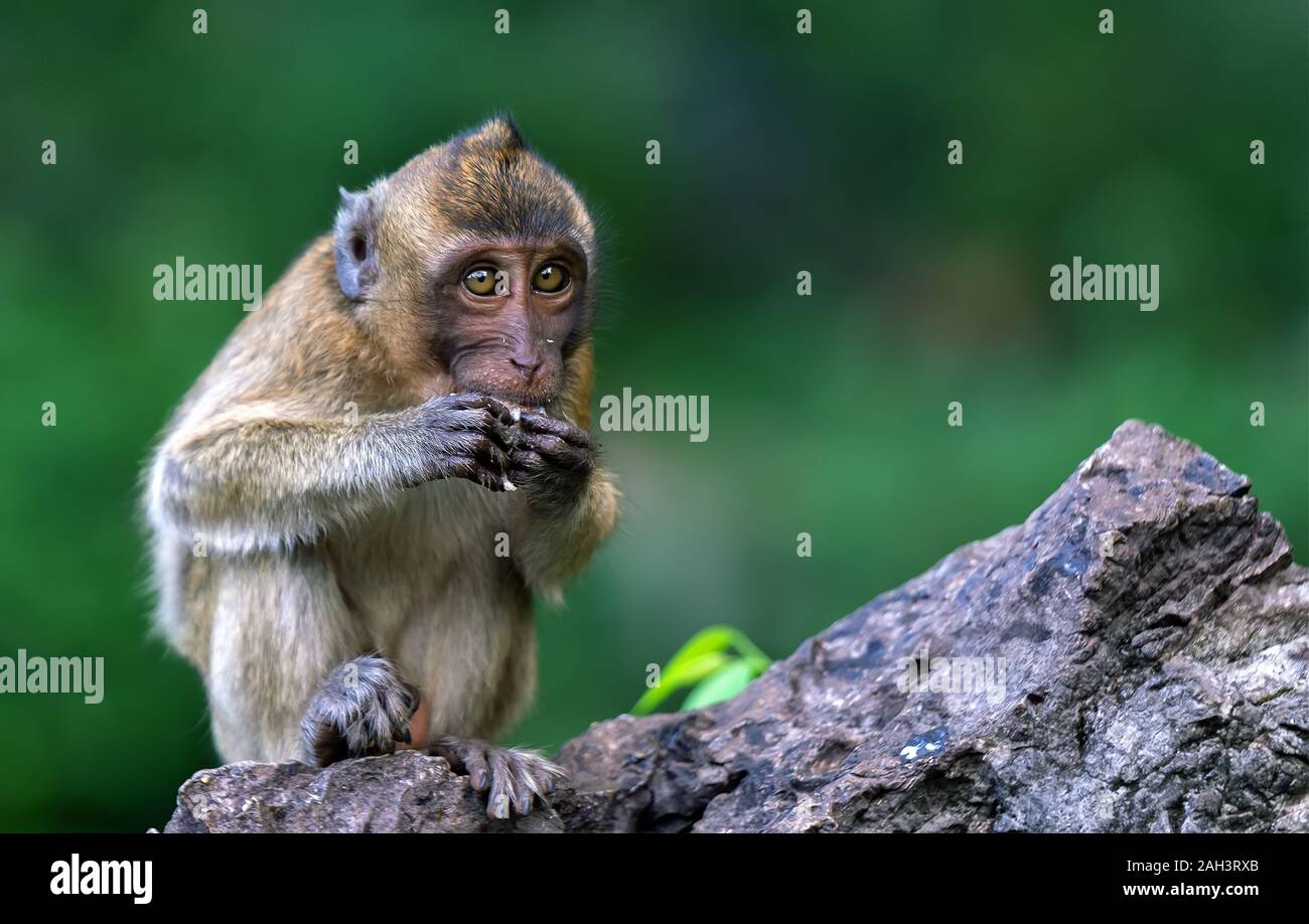 Scimmia rhesus in Phuket, Thailandia, essi sono liberamente vivere in Thailandia Foto Stock