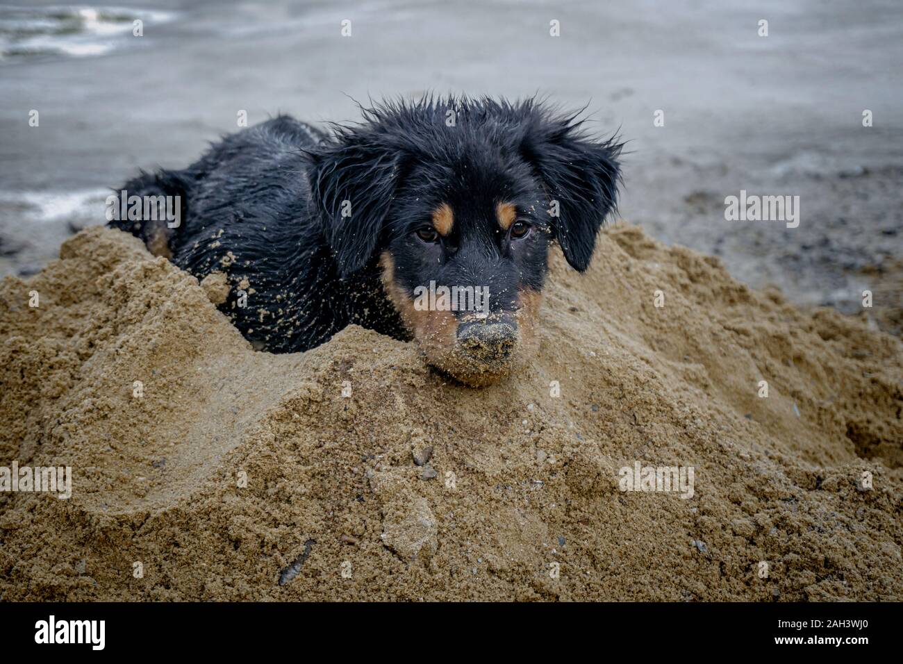 Cucciolo di cane di razza nera Golden Retriever di dormire sulla sabbia piccolo cane carino per gentile Foto Stock