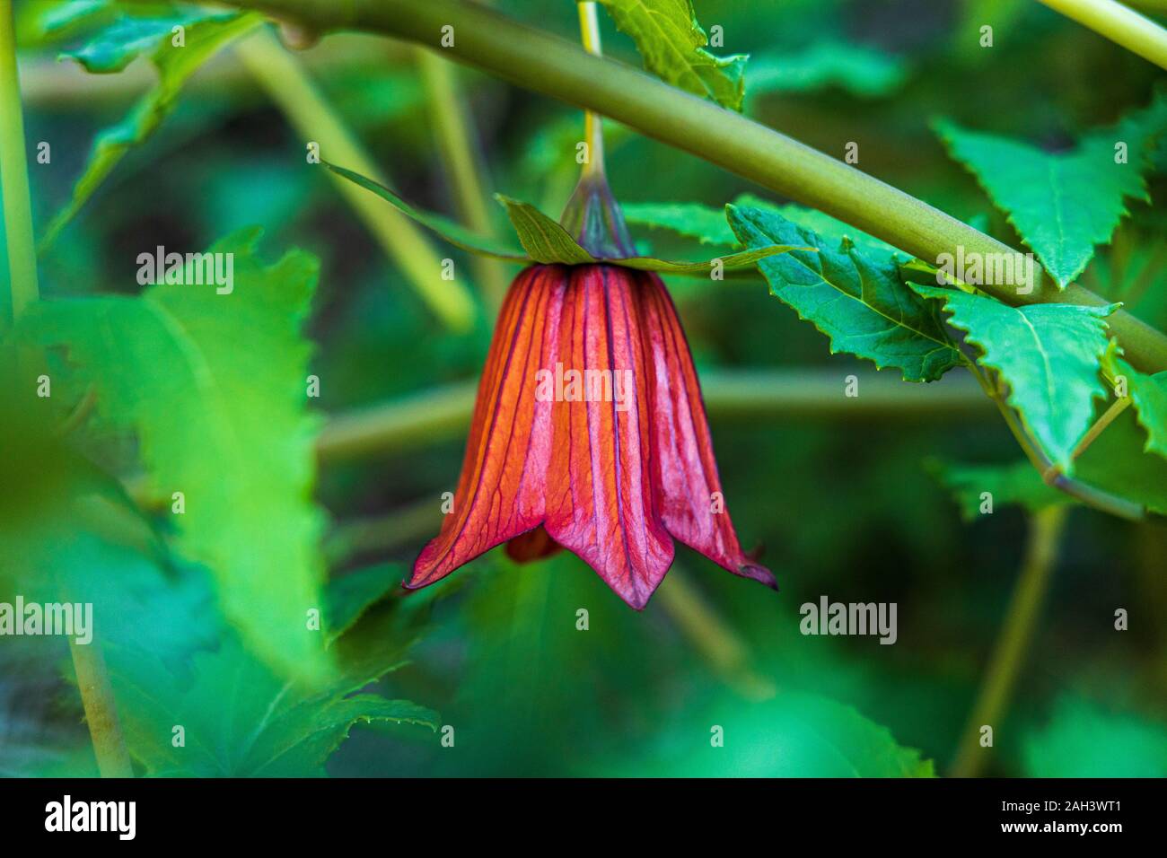 Canarina canariensis Canary campanula vicino La Quinta, Adeje, Tenerife, Isole Canarie, Spagna Foto Stock