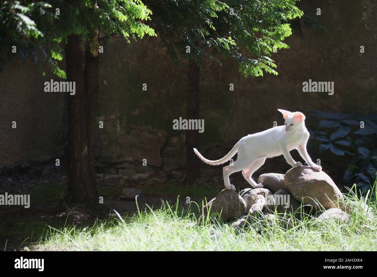 Gattino di colore chiaro di razza Siamese in una passeggiata in piedi su un mucchio di pietre Foto Stock Gattino di colore chiaro di razza Siamese in una passeggiata in piedi su un mucchio di pietre Foto Stock