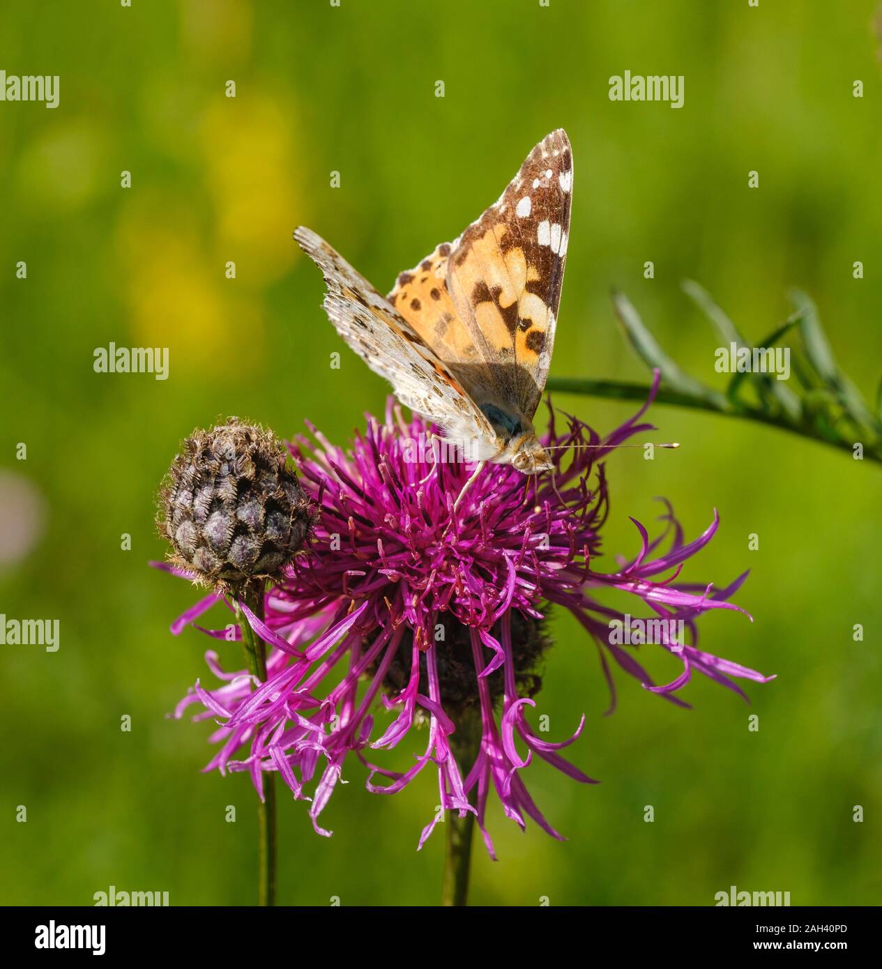 Dipinto di lady butterfly (Vanessa cardui) sulla maggiore Fiordaliso (Centaurea scabiosa) Foto Stock