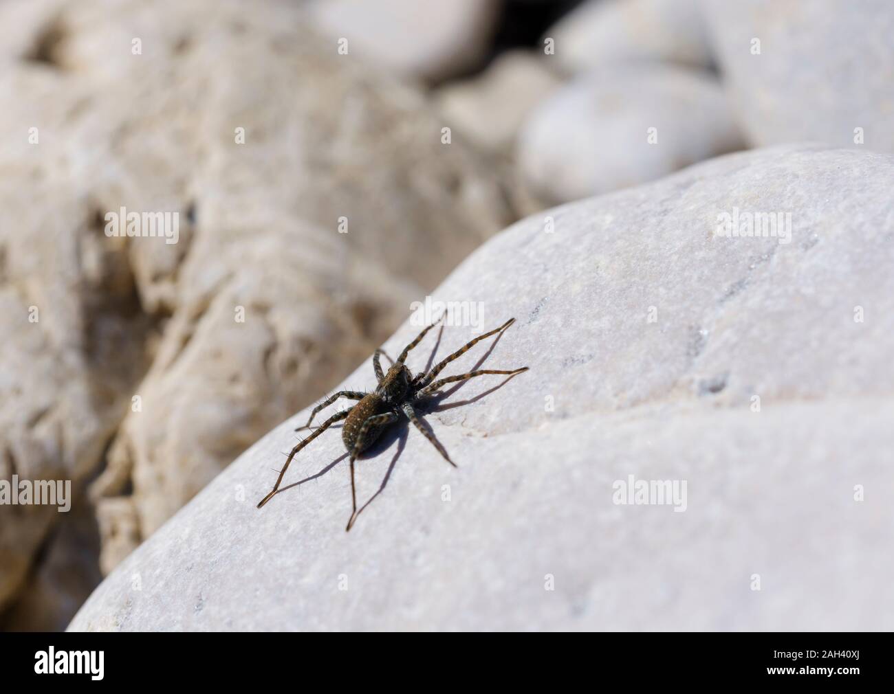 In Germania, in Baviera, Geretsried, Wolf spider (Arctosa maculata) giacente su roccia Foto Stock