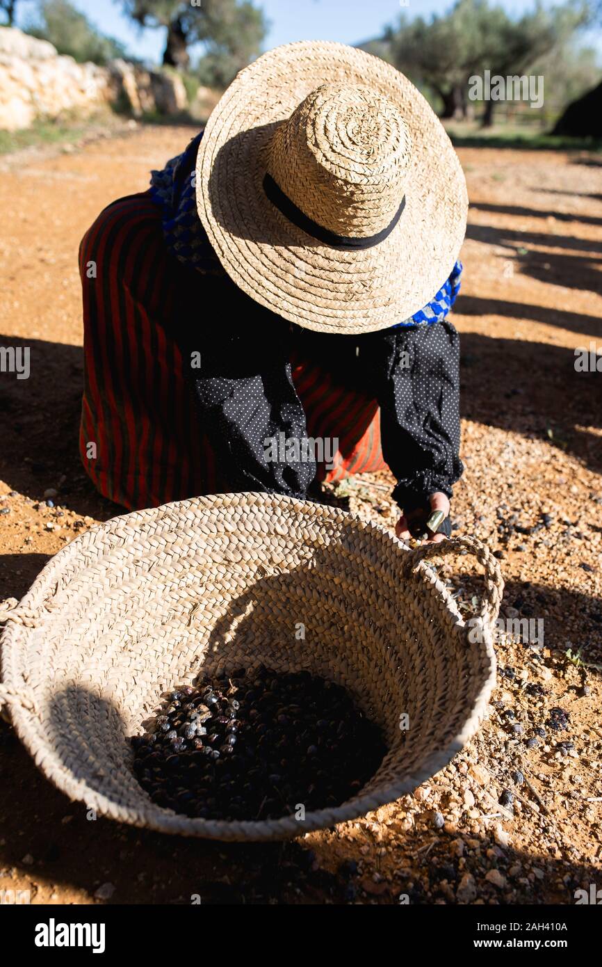 Le donne di eseguire come collettori costituiti l'oliva harverest prima della industrialitzation. Valencia, Spagna Foto Stock