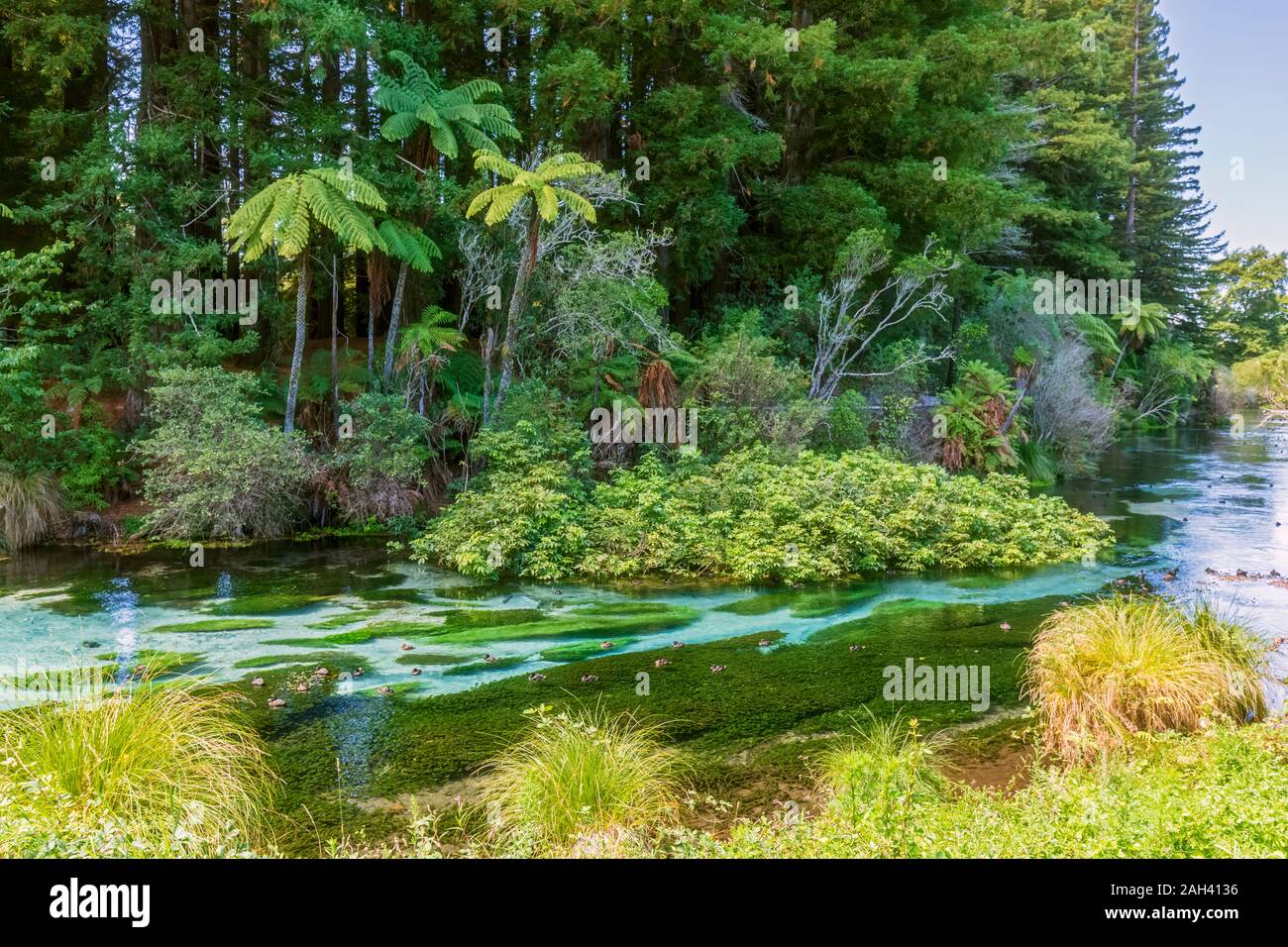 Nuova Zelanda, Oceania, Isola del nord, Rotorua, Hamurana Springs Riserva Naturale, Hamurana stream Foto Stock