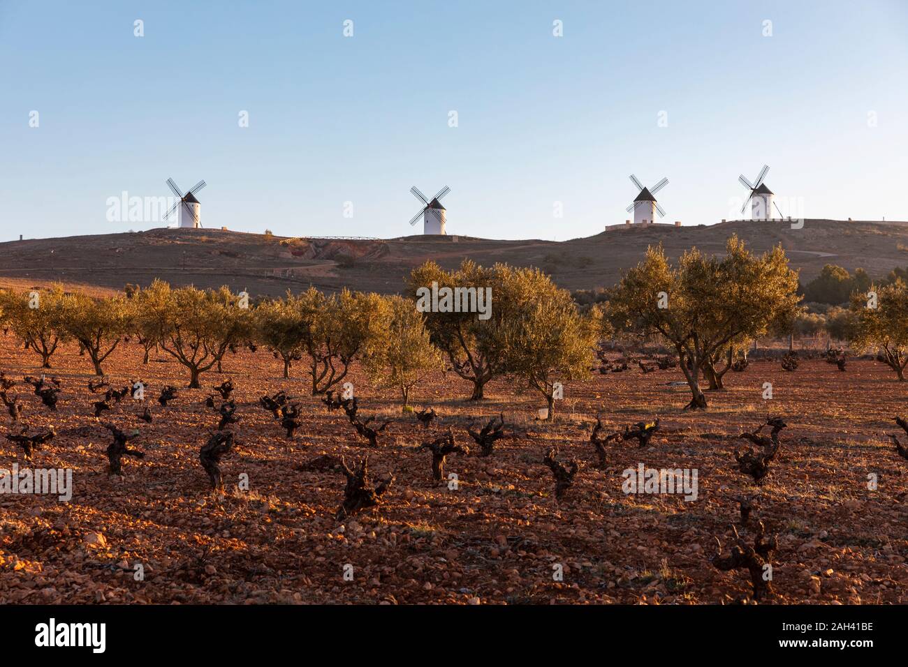 In Spagna, in provincia di Ciudad Real, Alcazar de San Juan, olivi in crescita in campo nella parte anteriore dei vecchi mulini a vento Foto Stock